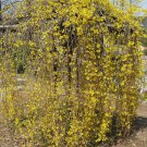 5 Seeds Forsythia suspensa WEEPING FORSYTHIA Yellow Flowers (Seeds)