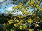 5 Seeds Cornus mas CORNELIAN CHERRY DOGWOOD TREE (Seeds)
