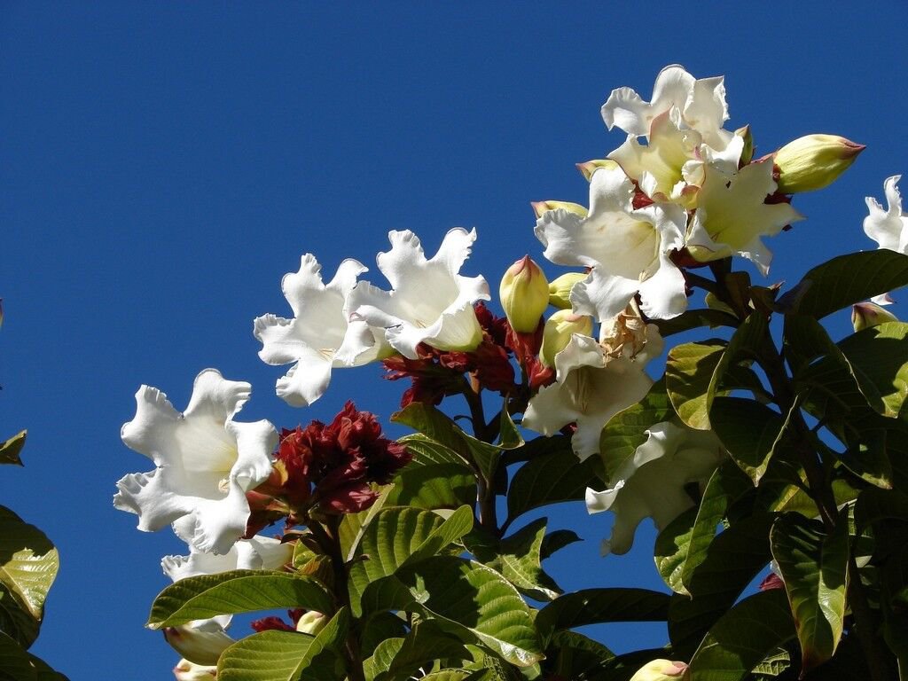 5 Seeds Beaumontia grandiflora WHITE EASTER LILY VINE (Seeds)