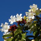 5 Seeds Beaumontia grandiflora WHITE EASTER LILY VINE (Seeds)