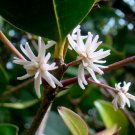 5 Seeds Chionanthus mala elengi ASIAN FRINGE TREE (Seeds)