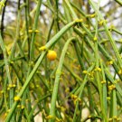5 Seeds Viscum articulatum MISTLETOE (Seeds)