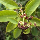 5 Seeds Santalum album SANDALWOOD TREE - EXOTIC (Seeds)
