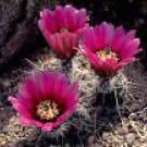 10 Seeds Echinocereus engelmannii chrysocentrus HARDY (Seeds)