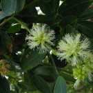 5 Seeds Pithecellobium dulce MANILA TAMARIND TREE Exotic (Seeds) 5 Seeds Pithecellobium dulce MANILA TAMARIND TREE Exotic (Seeds)