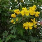5 Seeds Cassia occidentalis COFFEE SENNA Yellow flowers (Seeds)