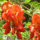 5 Seeds Sesbania punicea RED WISTERIA Red - Orange flowers (Seeds)