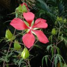 10 Seeds Hibiscus coccineus RED STAR HIBISCUS (Seeds)