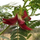 5 Seeds Sesbania grandiflora RED WISTERIA Red flowers (Seeds)