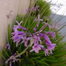 5 Seeds Tulbaghia violacea SOCIETY GARLIC (Seeds)