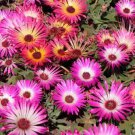 10 Seeds Dorotheanthus bellidiformis LIVINGSTONE DAISY - SUCCULENT Exotic (Seeds)