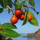 5 Seeds Mimusops elengi SPANISH CHERRY TREE (Seeds)
