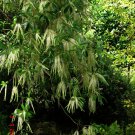 5 Seeds Cyrilla racemiflora TI TI TREE (Seeds)