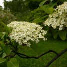 10 Seeds Viburnum prunifolium BLACK HAW VIBURNUM SHRUB (Seeds)