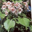 10 Seeds Catalpa bungei ASIAN CATALPA TREE (Seeds)