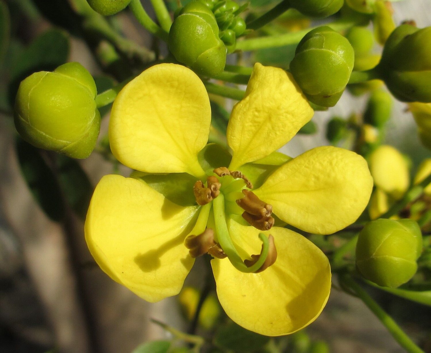 5 Seeds Cassia siamea SIAMESE CASSIA TREE golden yellow flowers (Seeds)