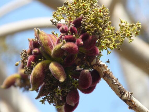 5 Seeds Sterculia urens GHOST TREE (Seeds)