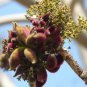 5 Seeds Sterculia urens GHOST TREE (Seeds)