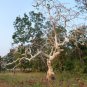 5 Seeds Sterculia urens GHOST TREE (Seeds)