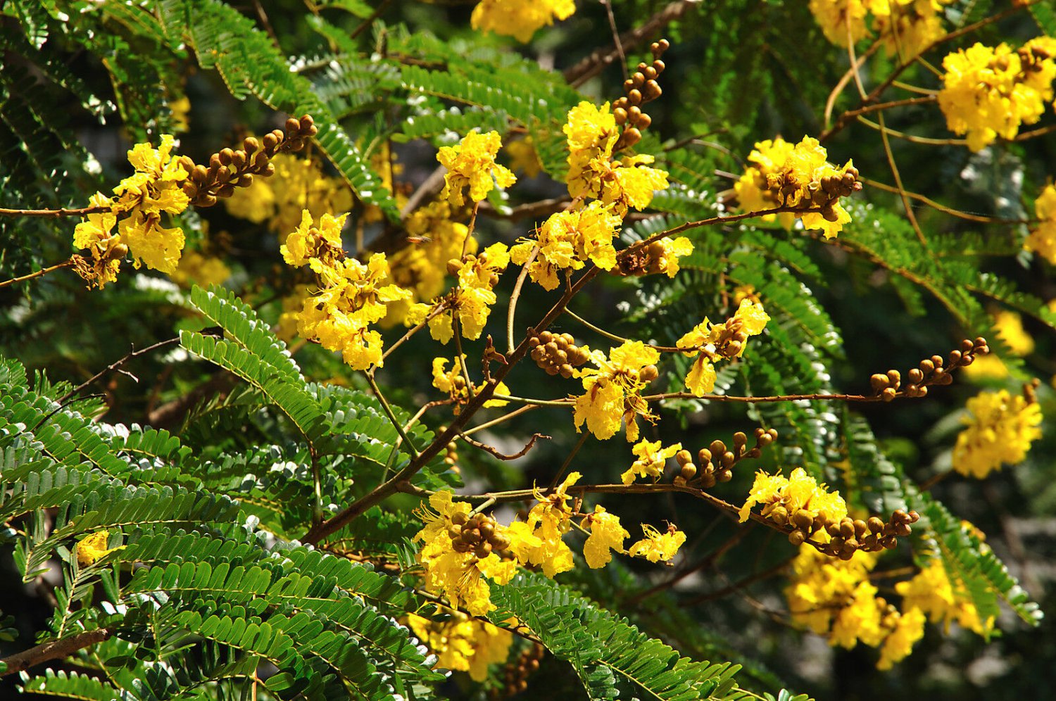 5 Seeds Peltophorum pterocarpus COPPERPOD (Seeds)