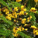 5 Seeds Peltophorum pterocarpus COPPERPOD (Seeds)