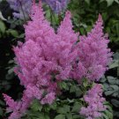 5 Seeds Astilbe chinensis pumila DWARF CHINESE ASTILBE (Seeds)