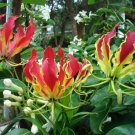 5 Seeds Gloriosa superba GLORIOSA LILY VINE (Seeds)