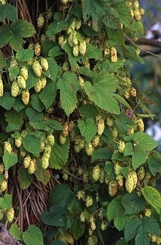5 Seeds Humulus lupulus NUGGET HOPS Vine (Seeds)
