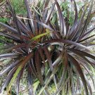 5 Seeds Dyckia Cherry Coke HARDY BROMELIAD (Seeds)