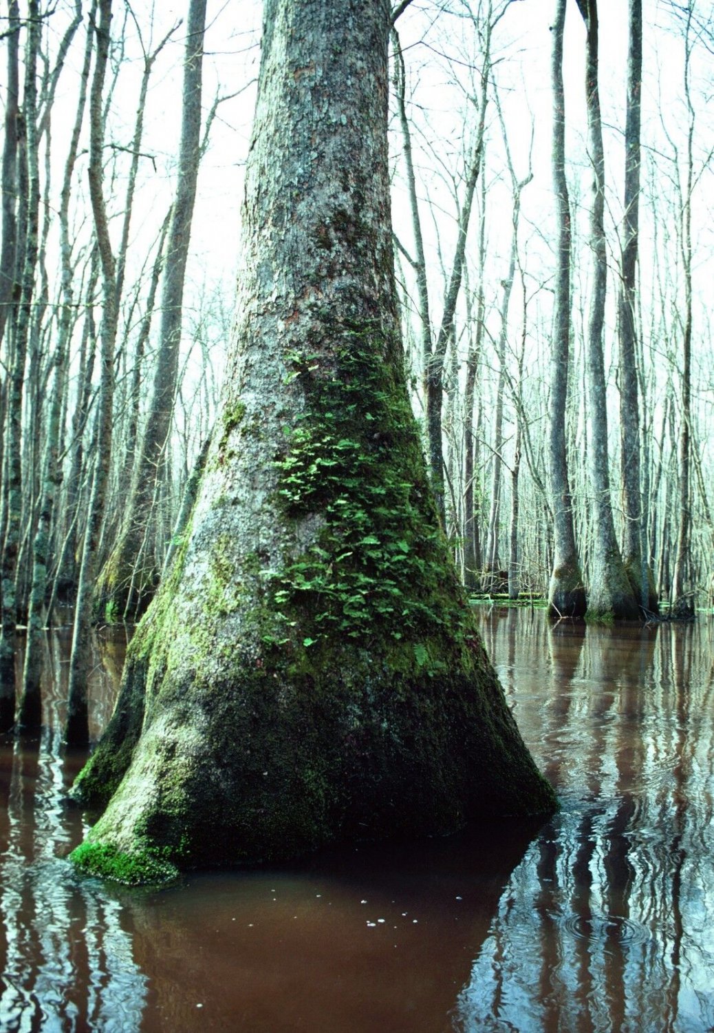 5 Seeds Nyssa aquatica TUPELO TREE (Seeds)