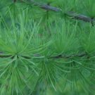 5 Seeds Larix decidua EUROPEAN LARCH TREE (Seeds)