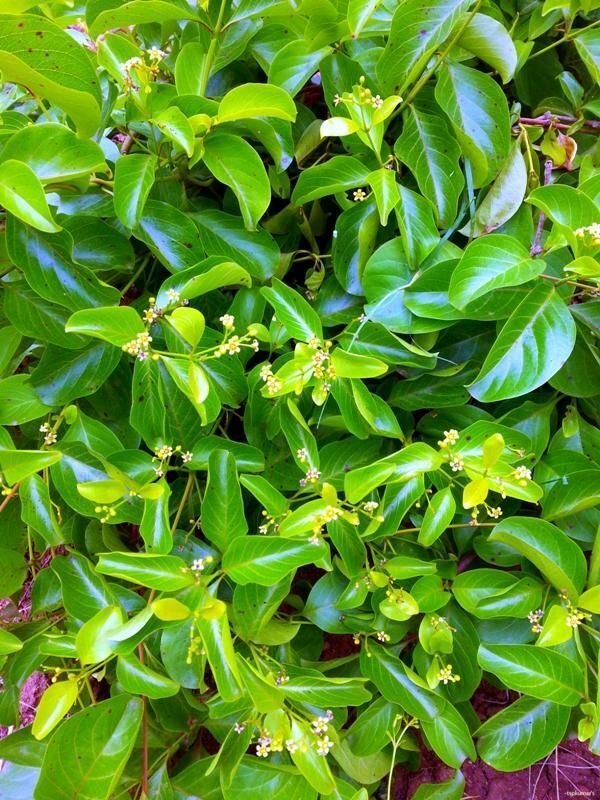 5 Seeds Decalepis hamiltonii SWALLOW ROOT (Seeds)