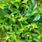 5 Seeds Decalepis hamiltonii SWALLOW ROOT (Seeds)