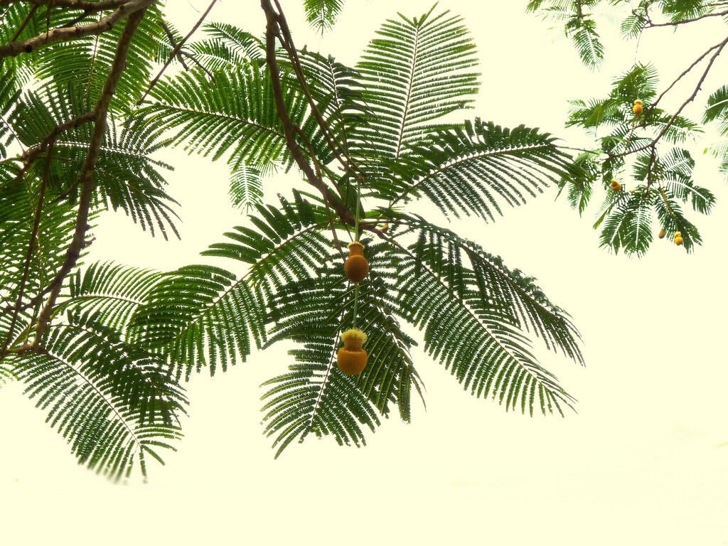 5 Seeds Parkia roxburghii TREE BEAN (Seeds)
