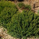5 Seeds Myrtus communis Compacta COMPACT COMMON MYRTLE (Seeds) 5 Seeds Myrtus communis Compacta COMPACT COMMON MYRTLE (Seeds)