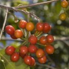 5 Seeds Huberantha cerasoides CHERRY ASHOK TREE (Seeds)