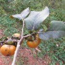 5 Seeds Diospyros montana BOMBAY EBONY TREE (Seeds)