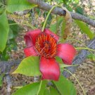 5 Seeds Ceiba pentandra SILK COTTON TREE (Seeds)