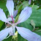 5 Seeds Bauhinia variegata PURPLE ORCHID TREE Exotic (Seeds)