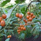 10 Seeds Cyphomandra betacea TREE TOMATO (Seeds)