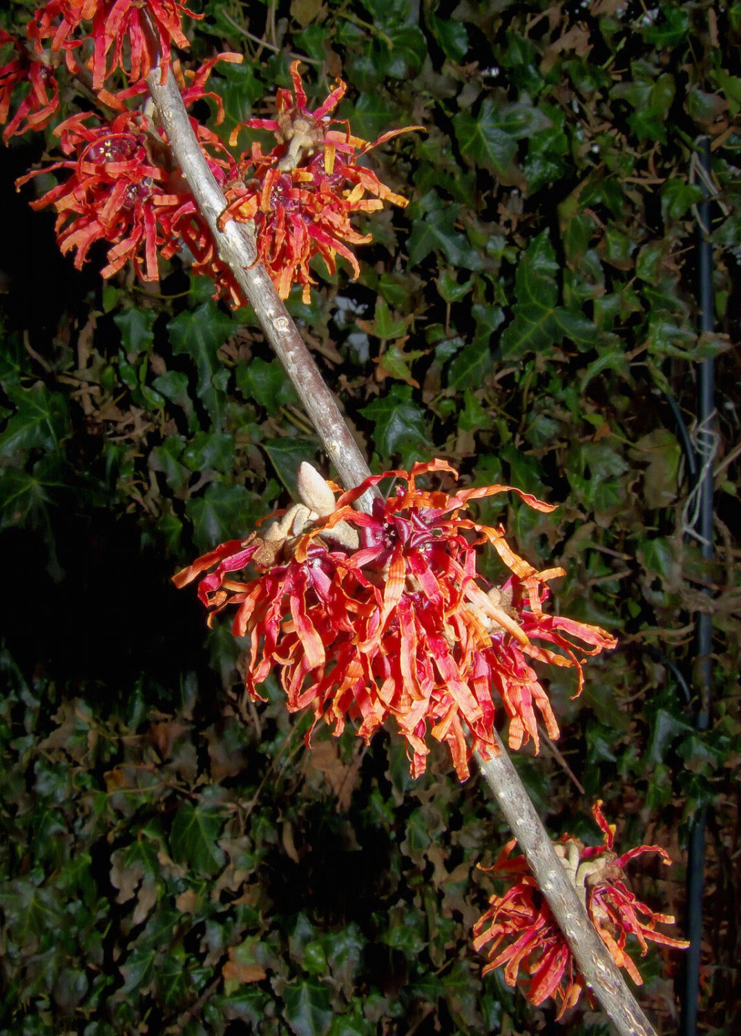 5 Seeds Hamamelis intermedia WITCH HAZEL Shrub (Seeds)