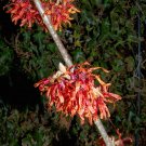 5 Seeds Hamamelis intermedia WITCH HAZEL Shrub (Seeds)