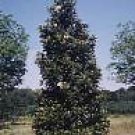 5 Seeds Magnolia grandiflora NARROW SOUTHERN MAGNOLIA (Seeds)