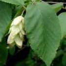 5 Seeds Ostrya virginiana AMERICAN HOPHORNBEAM TREE (Seeds)