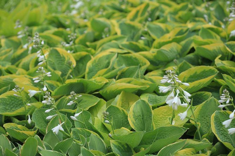 5 Seeds Hosta longipes Mixed UNIQUE LEAVES (Seeds)
