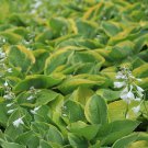 5 Seeds Hosta longipes Mixed UNIQUE LEAVES (Seeds)