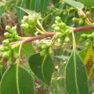 10 Seeds Eucalyptus botryoides SOUTHERN MAHOGANY - Unique Tree (Seeds)