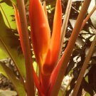 5 Seeds Musa aurantiaca RARE HARDY BANANA Exotic (Seeds)
