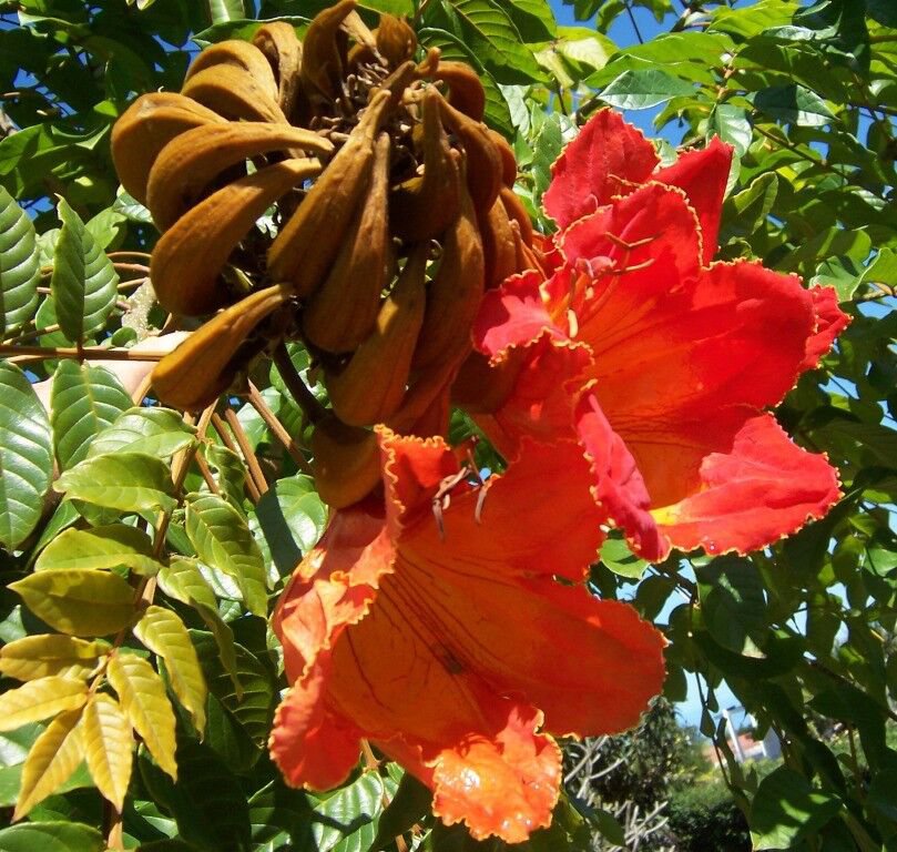 5 Seeds Spathodea campanulata UNIQUE TREE (Seeds)