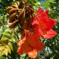 5 Seeds Spathodea campanulata UNIQUE TREE (Seeds)